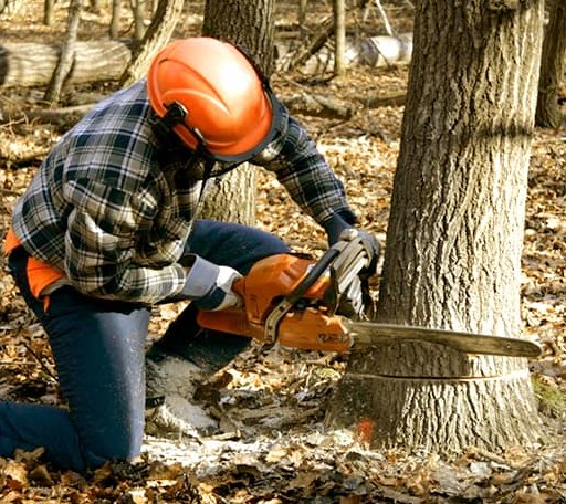 Tree Removal in Beeson, WV